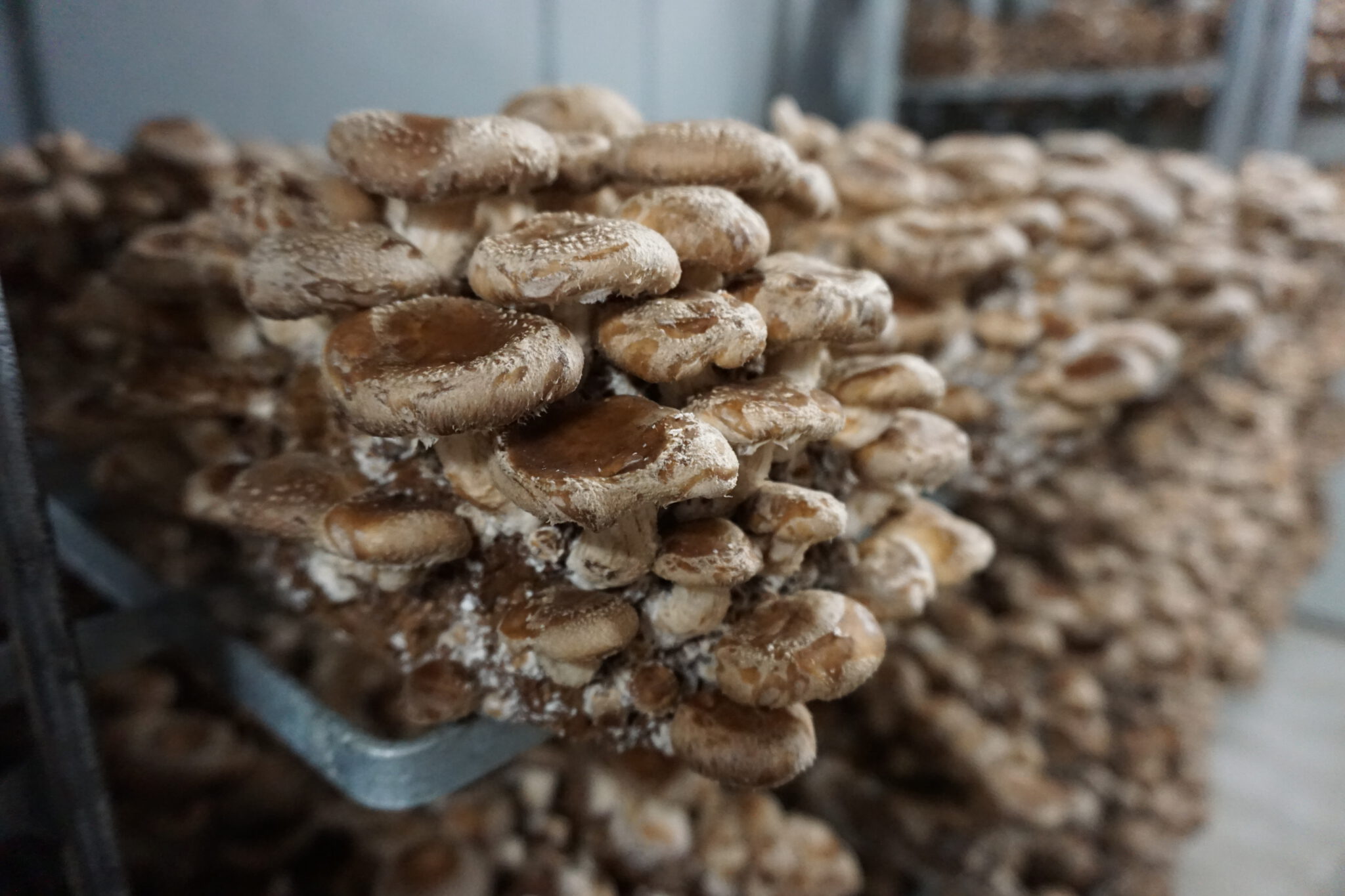 Shiitake